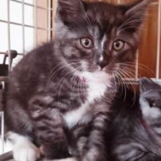 空＆花☆双子兄妹でお願いします