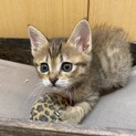 大きな瞳のほたて君1ヶ月半