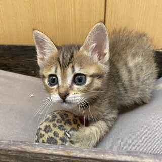 大きな瞳のほたて君1ヶ月半