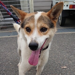 【助けてください】綺麗なカラーの可愛い男の子