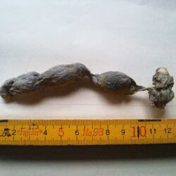 「【閲覧注意】またこんなに溜めていたベルクさん」サムネイル2