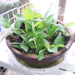 「【閲覧注意】またこんなに溜めていたベルクさん」サムネイル3