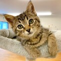 【動画】とっても美しいお顔のイケメン子猫ちゃん♂