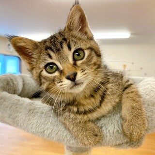 【動画】とっても美しいお顔のイケメン子猫ちゃん♂