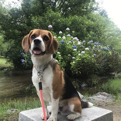 あじさいさいたよ