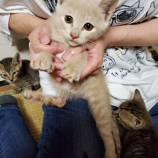 ミルクティ色の可愛い男の子