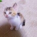 三毛猫ちゃん♡
