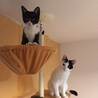 ntkitty