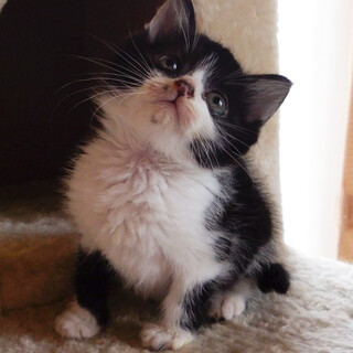 人大好き馴れッコ可愛いハチワレ女子★ふうか