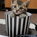 兄弟で家族に迎えて下さい！