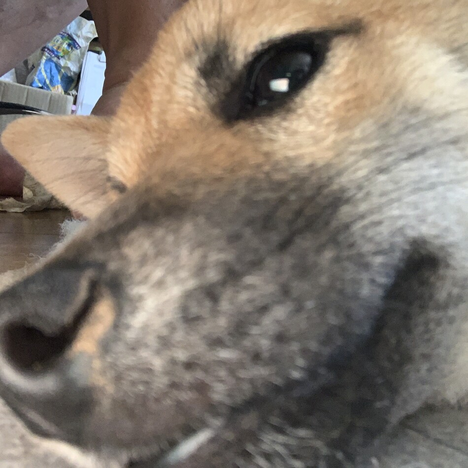 こなつのカバー写真