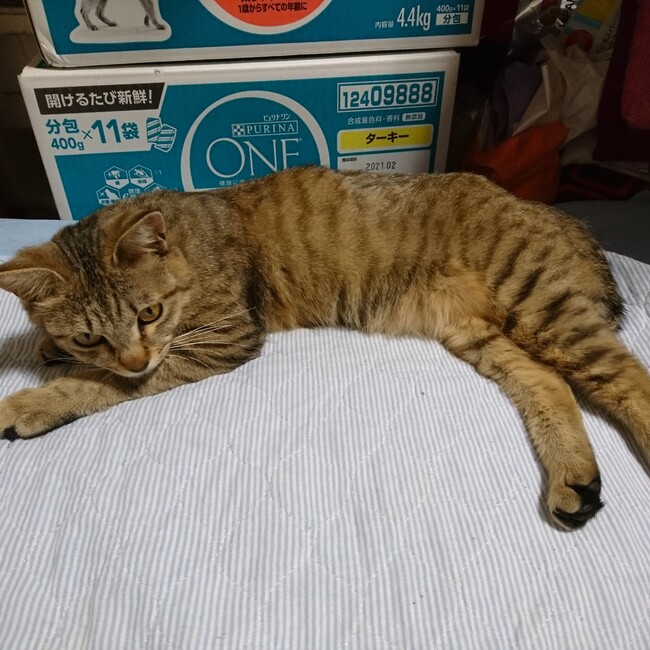 りよんちゃんのカバー写真