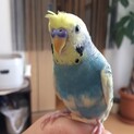 【応募多数により一旦募集終了】セキセイインコ♂
