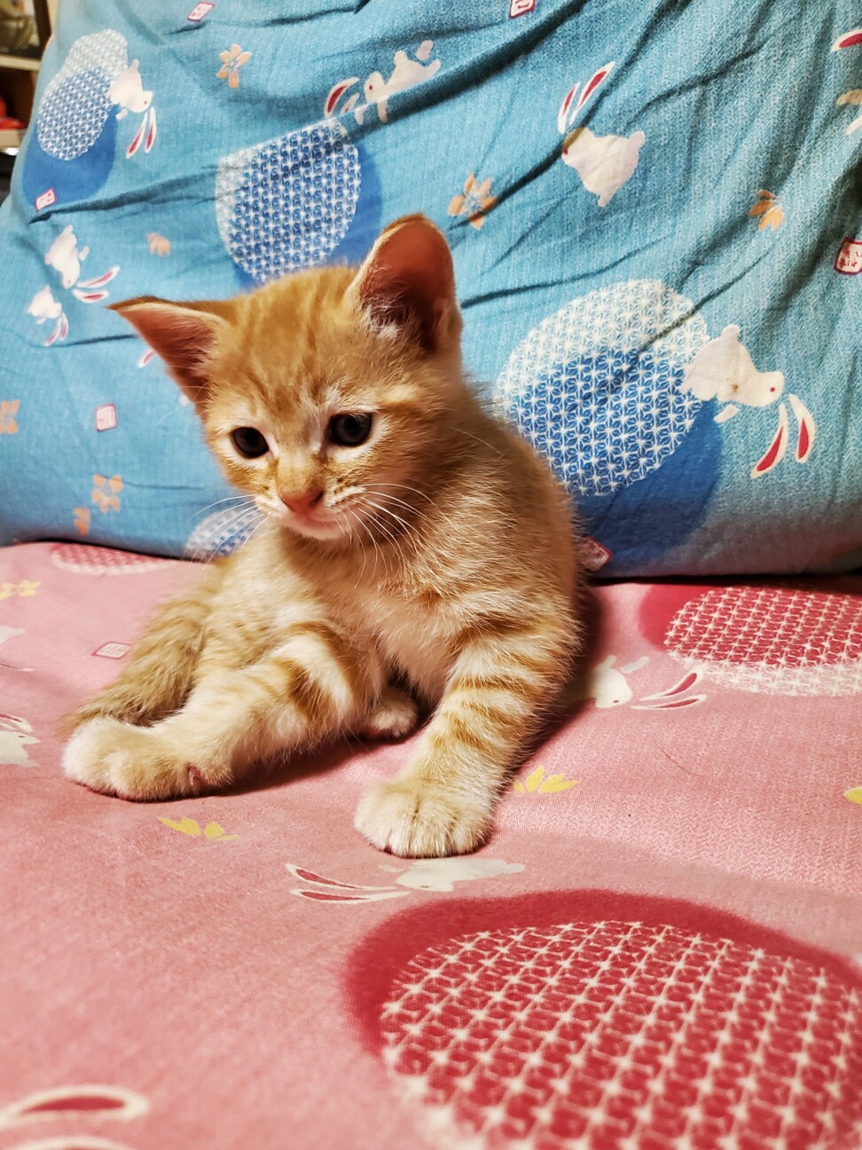 さみしがりで少し泣き虫な 埼玉県 猫の里親募集 ペットのおうち 月間利用者150万人