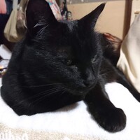 黒猫 (名前未公表)