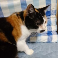 三毛 (名前未公表)