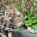 アメショに似たmix猫ちゃん