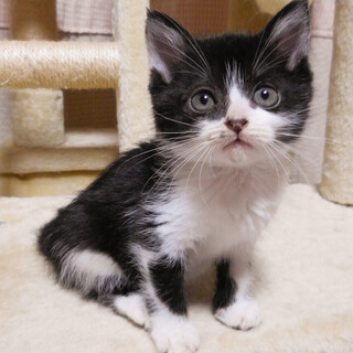 人大好き馴れッコ可愛いハチワレ女子★ふうか