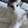 ごまたま11