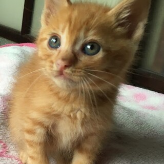 募集一時停止可愛い茶トラ男子★がじゅまる