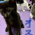 可愛い子ネコ兄弟姉妹6匹