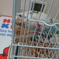 インコさんにとって最適な環境が見つかりました。