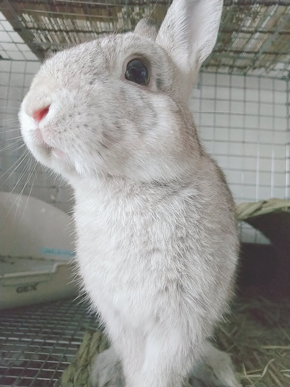 保護うさぎ№36仁君(か」東京都 - 小動物の里親募集(316288) 2