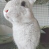 保護うさぎ№36仁君(かくれんぼーず サムネイル2