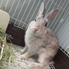保護うさぎ№36仁君(かくれんぼーず サムネイル3