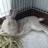 保護うさぎ№36仁君(かくれんぼーず サムネイル4