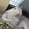 保護うさぎ№36仁君(かくれんぼーず サムネイル5
