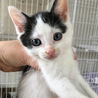 愛護センターレスキュー☆ちょーかいくん♂1ヶ月