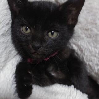 里親決定。黒猫コナン君2ヶ月半