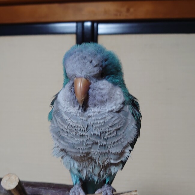 HiSawのカバー写真