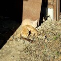 子猫の飼い主募集！3匹います！6月20日期限です！
