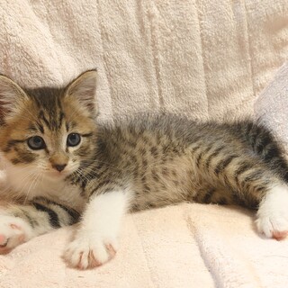 【保健所レスキュー】可愛いお顔のキジ白くん