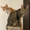 そら 5.6kg くう 4.3kg 大きくなりました^ ^