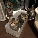 生後1ヶ月の子猫