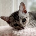 アユちゃん、トライアルが決まりました。