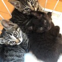 キュートで元気なチビーズ達　