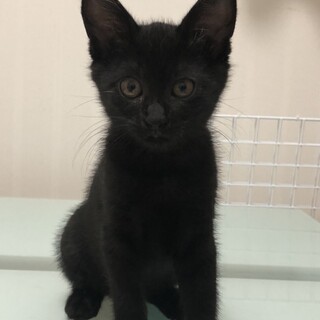 おとなしい桜子ちゃん