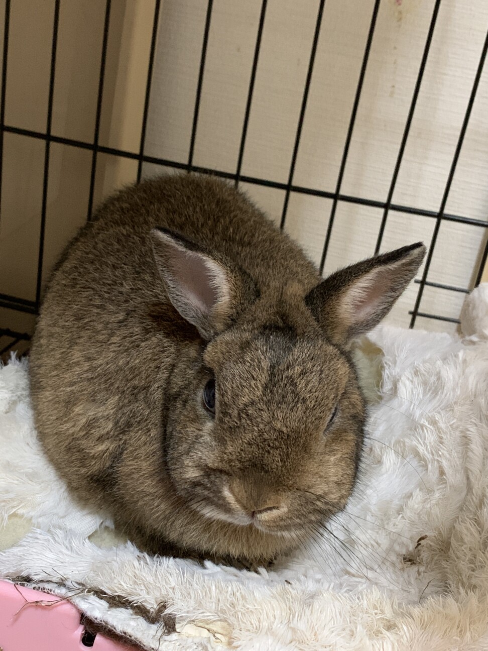 とっても可愛いネザーラン 神奈川県 小動物の里親募集 ペットのおうち 月間利用者150万人