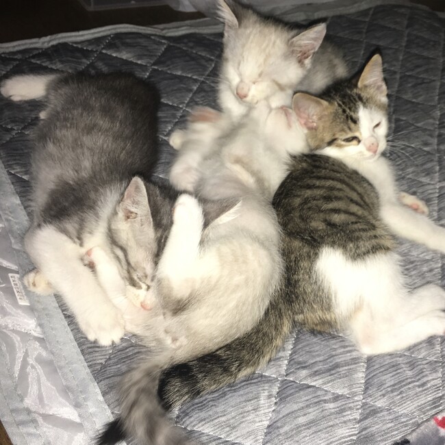 すみまる2のカバー写真