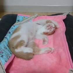 茶白くんもトライアル決定！