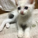 可愛い白シャム男子