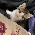 【交渉中】小さな天使の子猫