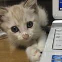 白いフワフワ男子の仔猫　