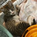 まだまだチビにゃん兄妹の、チョビ君！