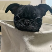あんず