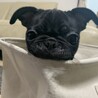 あんず